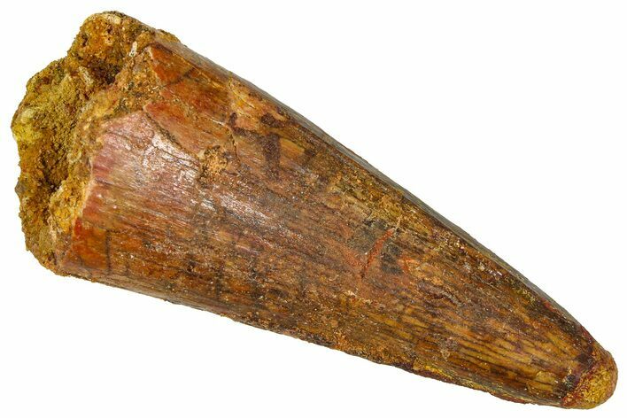 Cretaceous Fossil Crocodylomorph Tooth - Morocco #368168
